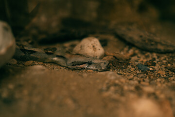 white snake in the rocks