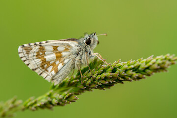 Macro Photography of Moth on Twig of Plant.