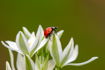 Macro shots, Beautiful nature scene.  Beautiful ladybug on leaf defocused background