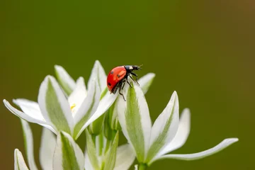 Poster Macro shots, Beautiful nature scene.  Beautiful ladybug on leaf defocused background © blackdiamond67