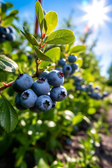 Fototapeta premium Blueberry plants with ripe berries in an orchard on a sunny day, generative AI