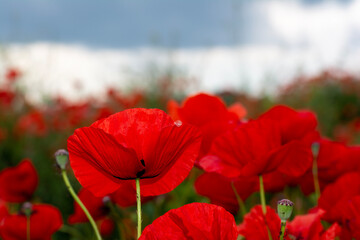 Naklejka premium Poppy field close up in the middle of a field of green wheat