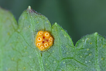 Rust of currant. Disease on black currant leaves caused by a fungus Cronartium ribicola.