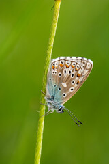 Fototapeta premium Macro shots, Beautiful nature scene. Closeup beautiful butterfly sitting on the flower in a summer garden.