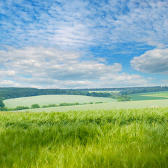 Obraz premium Green wheat field and blue sky.