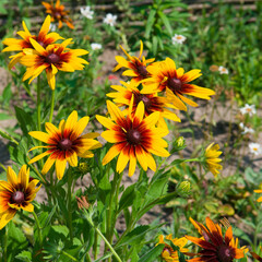 Bright rudbeckia in a summer flowerbed.