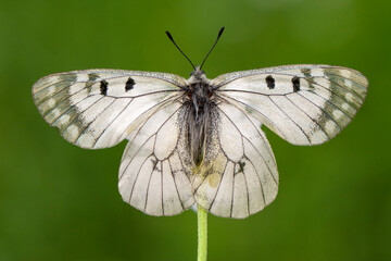 Macro shots, Beautiful nature scene. Closeup beautiful butterfly sitting on the flower in a summer garden.