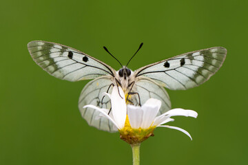 Macro shots, Beautiful nature scene. Closeup beautiful butterfly sitting on the flower in a summer garden.