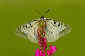 Macro shots, Beautiful nature scene. Closeup beautiful butterfly sitting on the flower in a summer garden.