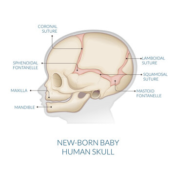 Human Skull - Anatomy - Stock Illustration