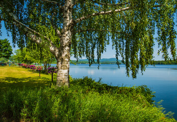 petunias blooming in baskets along the shore of Lake Memphremagog in city park in Newport , Vermont looking across at Quebec Canada
 - obrazy, fototapety, plakaty