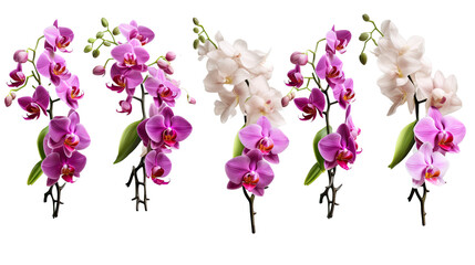 Zestaw izolowanych orchidei na przezroczystym tle, AI generated. - obrazy, fototapety, plakaty
