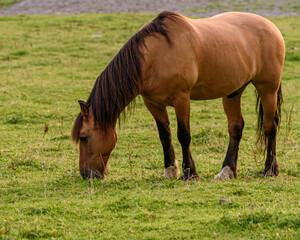 horse in the meadow