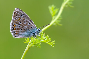 Macro shots, Beautiful nature scene. Closeup beautiful butterfly sitting on the flower in a summer garden.