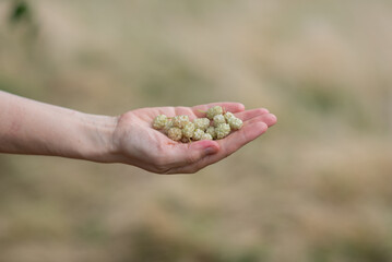 A woman's hand is close-up, a white mulberry, summer berries are lying in the palm of her hand.