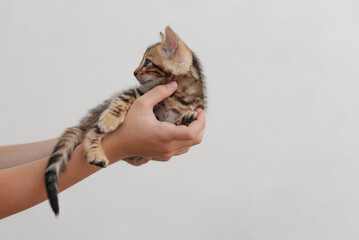 A cute little bengal kitten i curled up on the palm of hands of a child, close-up. Copy space 