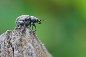 Strophosoma melanogrammum Weevil crawling on twig.