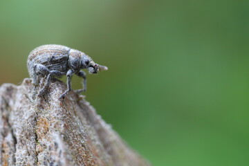 Strophosoma melanogrammum Weevil crawling on twig. © Tomasz