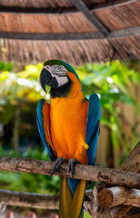 colorful big domestic bird ara macaw 