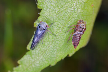 Leafhopper which developed on a birch leaf shortly after metamorphosis. Visible moult from the last larval stage.