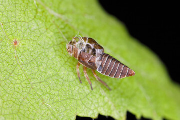 Leafhopper transformation. The skin remaining from the larva. The adult insect emerged from the larva.