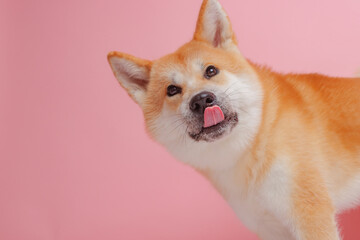red dog japanese akita inu on a pink background close-up, the concept of love for dogs