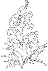 Delphinium flowers illustration coloring page, simplicity, Embellishment, monochrome, vector art, Outline print with blossoms larkspur flower, larkspur bouquet leaves and buds, hand-drawn illustration