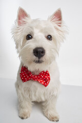 Dog breed West Highland White Terrier sits with a red bow tie. High quality photo
