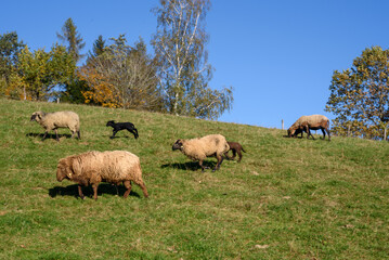 herd of sheep