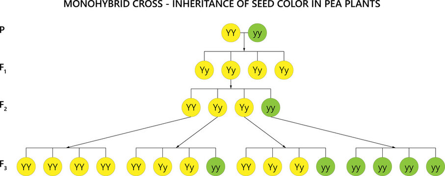 Monogybrid cross. Inheritance of seed color in pea plants.