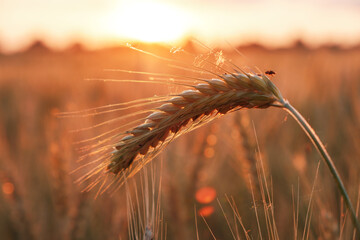 Ripe wheat fields, agricultural land, pre-harvest state at beautiful sunset - 614863502