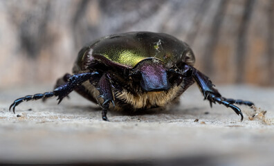 Close-up with Cetonia aurata bug in natural environment