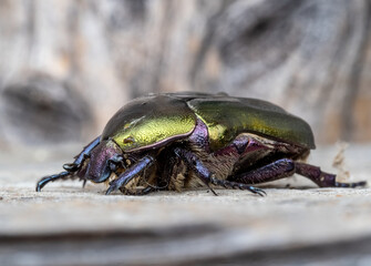 Close-up with Cetonia aurata bug in natural environment