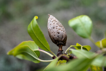 A single Almond on an almond branch.