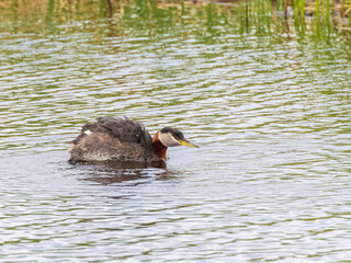 A Red-necked Grebe in Alaska