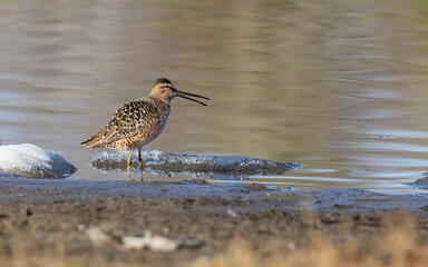 Short-billed Dowitcher in Alaska during Springtime