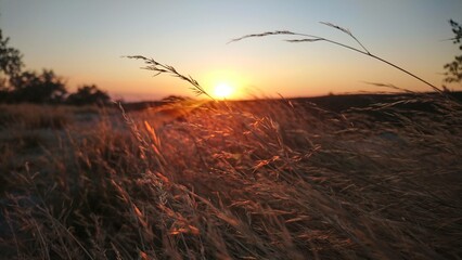 A beautiful sunset in central america seen through a field of dry grass in a lonely land.