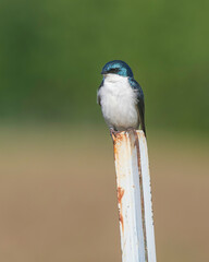 A Tree Swallow in Alaska Perched on a Metal Pole