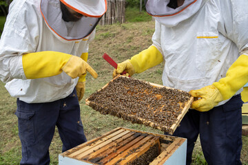 Promoting sustainable beekeeping, а comprehensive guide to honeycomb inspection, hive management,...