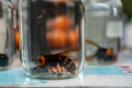 Licor de Avispa Asi&aacute;tica en tarro