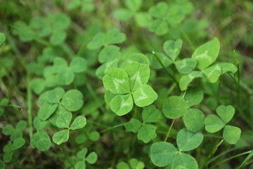 Fototapeta na wymiar Single Four-leaf-clover in the middle of the picture among common three-leaf clovers. Four-leaf clover is believed to bring good luck.