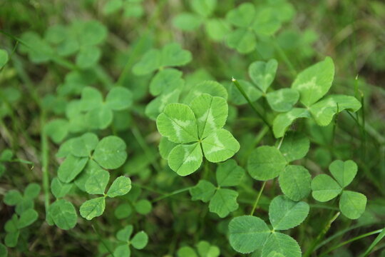 Single Four-leaf-clover in the middle of the picture among common three-leaf clovers. Four-leaf clover is believed to bring good luck.