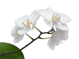 Storczyk, orchidea, zdjęcie z bliska. Biały piękny kwiat. Zdjęcie makro. Prezent urodzinowy.