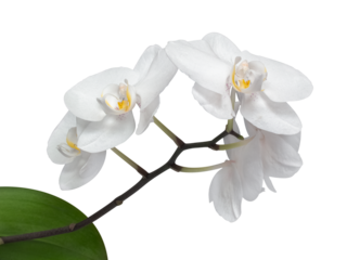 Storczyk, orchidea, zdjęcie z bliska. Biały piękny kwiat. Zdjęcie makro. Prezent urodzinowy.