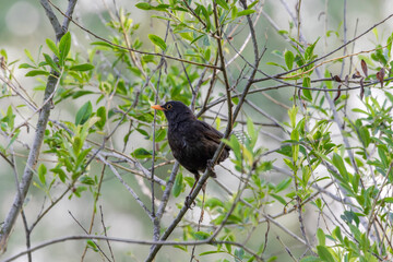 eurasian blackbird (turdus merula) sitting on a bush 