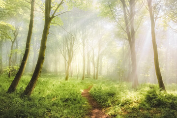 A nature walking trail through ethereal, atmospheric forest scenery with moody woodland fog and mist on a summer morning in Aberdour, Fife, Scotland, UK.