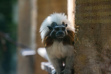 Biopark - Zoo of Rome. Family day together to discover wild animals from all over the world. Amazement and wonder in front of curious animals. 
Little monkeys climb up the trees in search of food.
