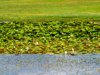 Seerosen auf einer nassen Wiese