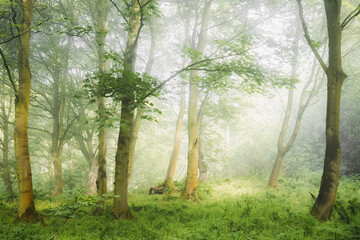 Ethereal, atmospheric forest scenery with moody woodland fog and mist on a summer morning in...