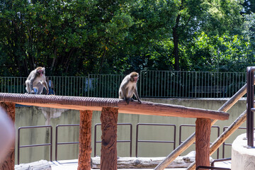 Biopark - Zoo of Rome. Family day together to discover wild animals from all over the world. Amazement and wonder in front of curious animals. Macacos Japan climb up the trees in search of food.